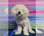 Small #2 Poodle (Miniature) Mix