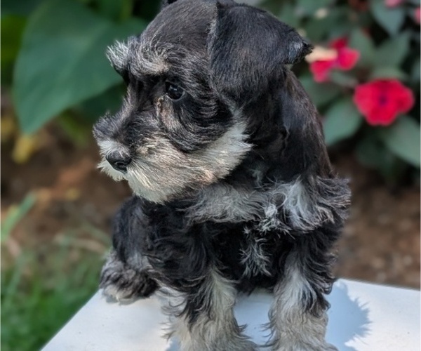 Medium Photo #36 Schnauzer (Miniature) Puppy For Sale in GOSHEN, IN, USA