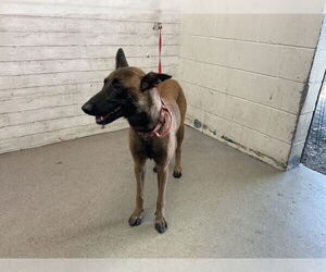 Mutt Dogs for adoption in San Bernardino, CA, USA