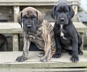 Great Dane Puppy for sale in STEPHENTOWN, NY, USA