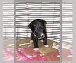 Puppy 4 American Pit Bull Terrier-Borador Mix
