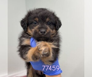 - Mix Dogs for adoption in Chico, CA, USA