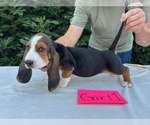 Small #12 Basset Hound