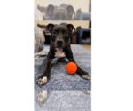 Bobby - Male Labrador Retriever-Unknown Mix Dog for Adoption - Small photo