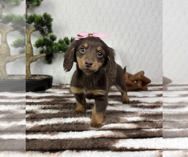 Medium Photo #7 Dachshund Puppy For Sale in FRANKLIN, IN, USA