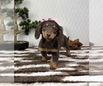 Small #6 Dachshund