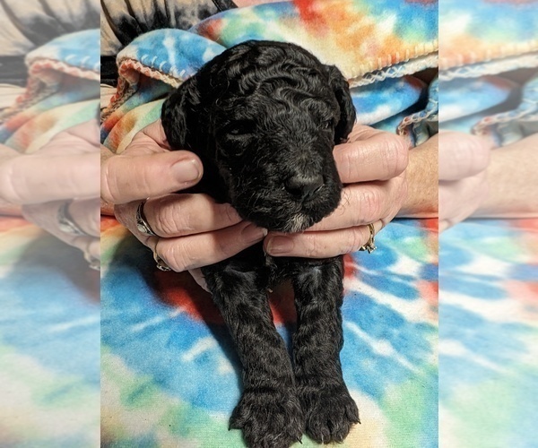 Medium Photo #2 Poodle (Miniature) Puppy For Sale in LEBANON, OR, USA