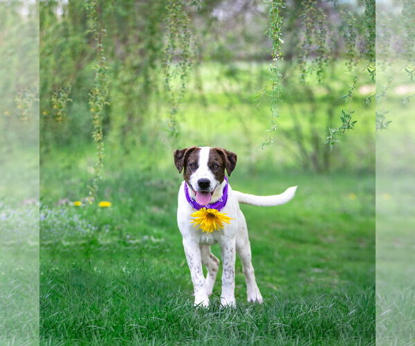 Medium Photo #2 Coonhound-Unknown Mix Puppy For Sale in Unionville, PA, USA