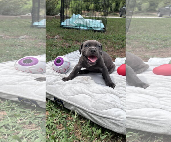 Medium Photo #1 American Staffordshire Terrier-Unknown Mix Puppy For Sale in Holly Springs, NC, USA