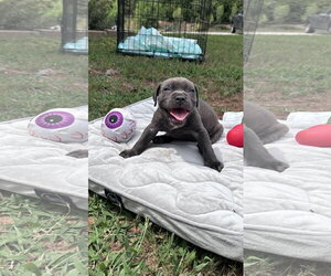 American Staffordshire Terrier-Unknown Mix Dogs for adoption in Holly Springs, NC, USA