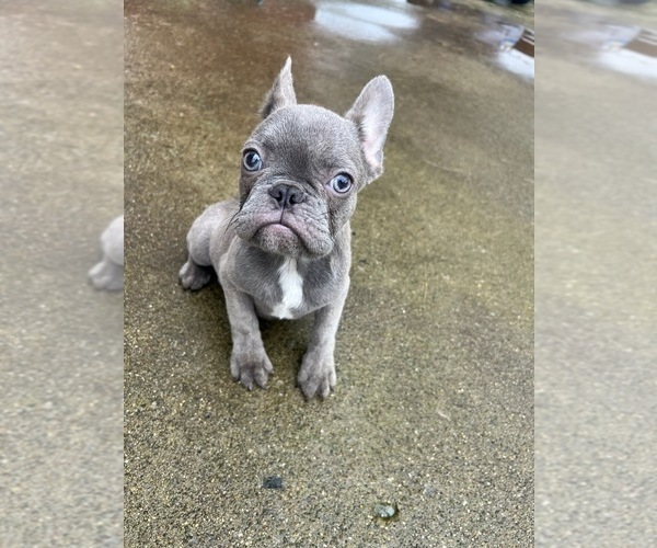 Medium Photo #2 French Bulldog Puppy For Sale in GREENEVILLE, TN, USA