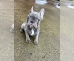 Small #1 French Bulldog