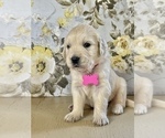 Small Photo #4 English Cream Golden Retriever Puppy For Sale in AMITY, AR, USA