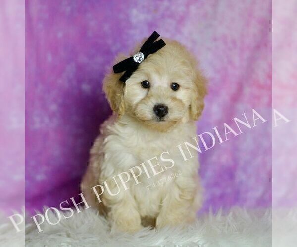 Medium Photo #60 Poodle (Miniature) Puppy For Sale in WARSAW, IN, USA