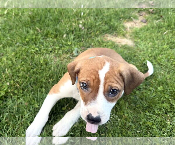 Medium Photo #2 Bogle Puppy For Sale in Mechanicsburg, PA, USA