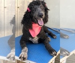 Small Photo #7 Poodle (Standard) Puppy For Sale in KISSIMMEE, FL, USA