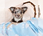 Puppy Elgin Chihuahua