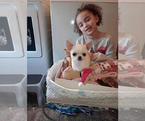 Father of the Chihuahua puppies born on 09/01/2026