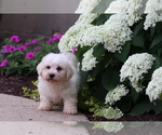 Small #1 Bichon Frise
