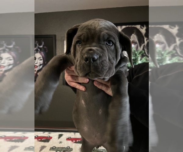 Medium Photo #1 Cane Corso Puppy For Sale in RIALTO, CA, USA