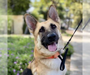 German Shepherd Dog Dogs for adoption in Beverly Hills, CA, USA