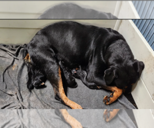 Rottweiler Litter for sale in ROSEBURG, OR, USA