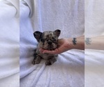Puppy Ben French Bulldog