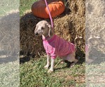 Small Poodle (Standard)