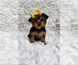 Yorkshire Terrier Puppy for sale in INDIANAPOLIS, IN, USA