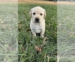 Puppy Sadie Labrador Retriever