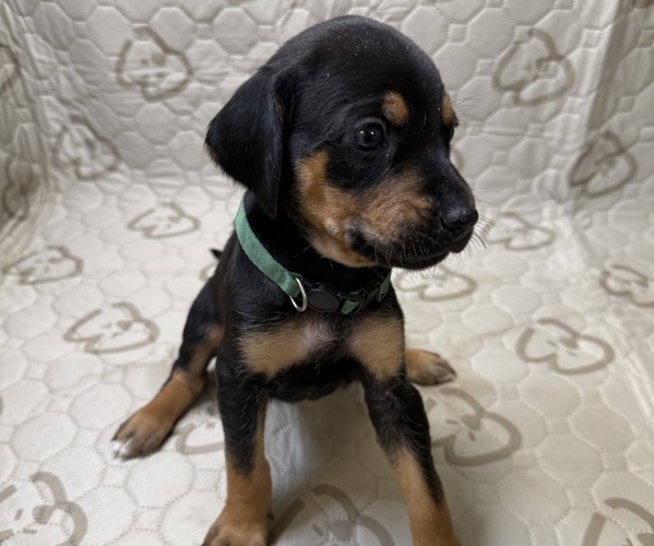 Medium Photo #4 Labrador Retriever-Rhodesian Ridgeback Mix Puppy For Sale in FRESNO, CA, USA
