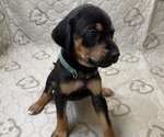 Hera - Female Labrador Retriever-Rhodesian Ridgeback Mix Dog for Adoption - Photo #4