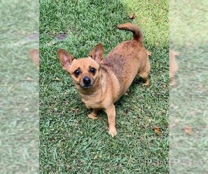 Chihuahua-Unknown Mix Dogs for adoption in Dana Point, CA, USA