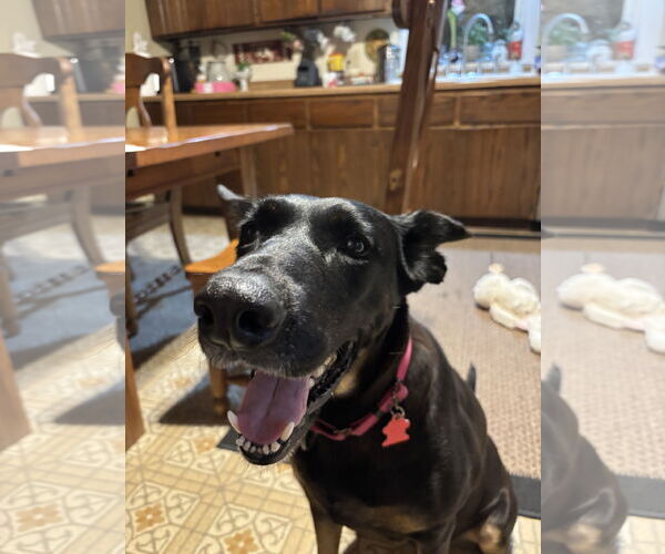 Medium Photo #3 Doberman Pinscher-German Shepherd Dog Mix Puppy For Sale in Minneaoplis, MN, USA