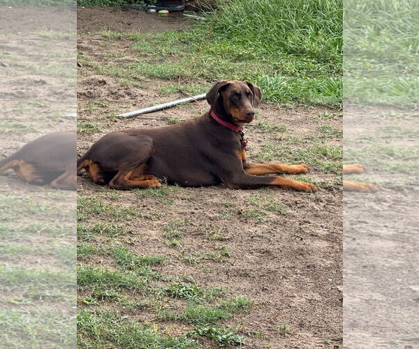 Medium Photo #1 Doberman Pinscher Puppy For Sale in New Orleans, LA, USA