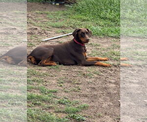 Doberman Pinscher Dogs for adoption in New Orleans, LA, USA