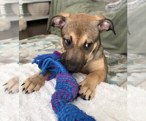 Betsy - Female Mutt Dog for Adoption - Photo #4