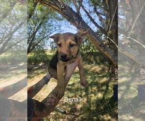 German Shepherd Dog Dogs for adoption in MIDWAY, UT, USA
