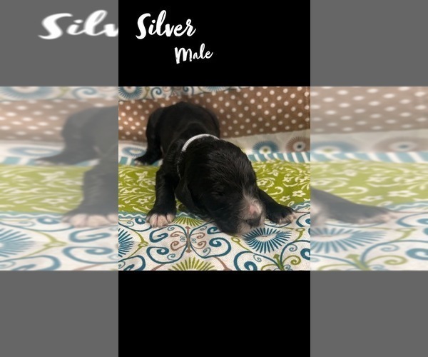 Medium Photo #10 Springerdoodle Puppy For Sale in CLINTON, AR, USA