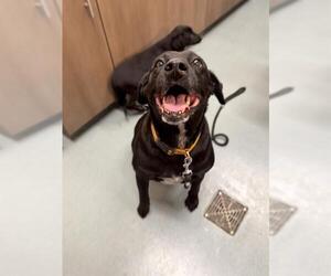 Labrador Retriever Dogs for adoption in Baytown, TX, USA