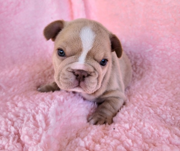 Medium Photo #12 French Bulldog Puppy For Sale in LAS VEGAS, NV, USA