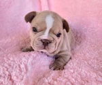 Small Photo #12 French Bulldog Puppy For Sale in LAS VEGAS, NV, USA
