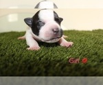 Small Photo #7 American Bully Puppy For Sale in BALTIMORE, MD, USA
