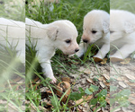 Small Photo #19 Pyredoodle Puppy For Sale in NEWBERRY, FL, USA