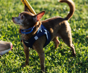Yogi - Male Chihuahua Dog for Adoption - Photo #3