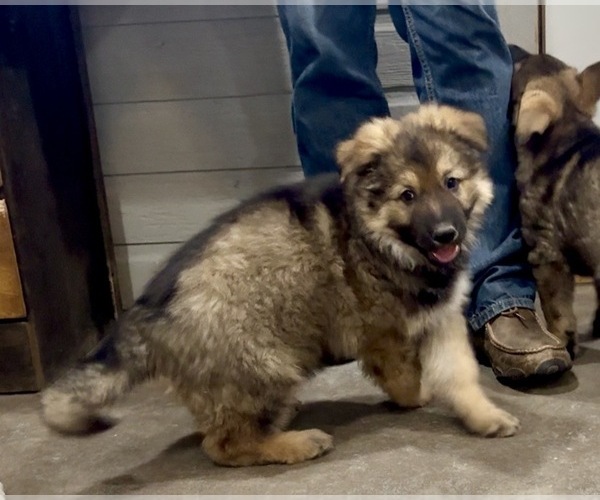 Medium Photo #8 German Shepherd Dog Puppy For Sale in BRIGHTON, CO, USA
