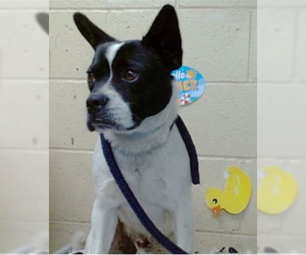 Medium Photo #2 Boston Terrier-Unknown Mix Puppy For Sale in Huntington Beach, CA, USA