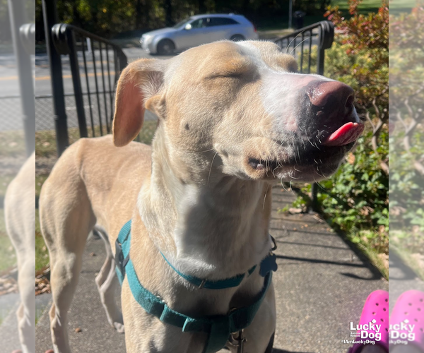 Medium Photo #8 Labrador Retriever-Retriever  Mix Puppy For Sale in Washington, DC, USA