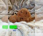 Small Photo #3 Poodle (Standard) Puppy For Sale in PHOENIX, AZ, USA