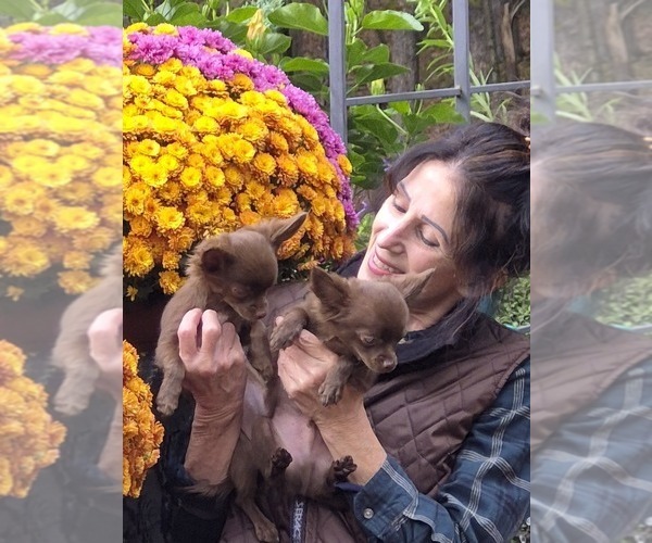 Medium Photo #1 Chihuahua Puppy For Sale in HAZLETON, PA, USA